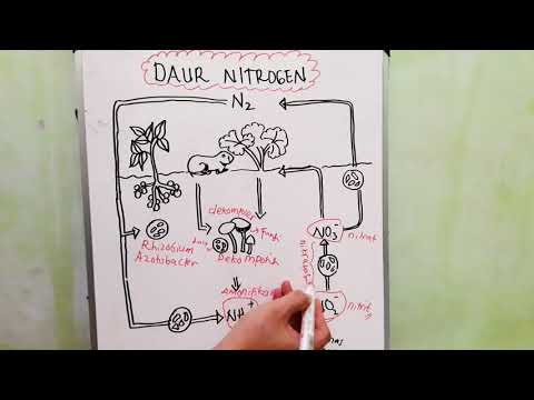 Video: Bagaimana siklus nitrogen dan karbon air terkait?