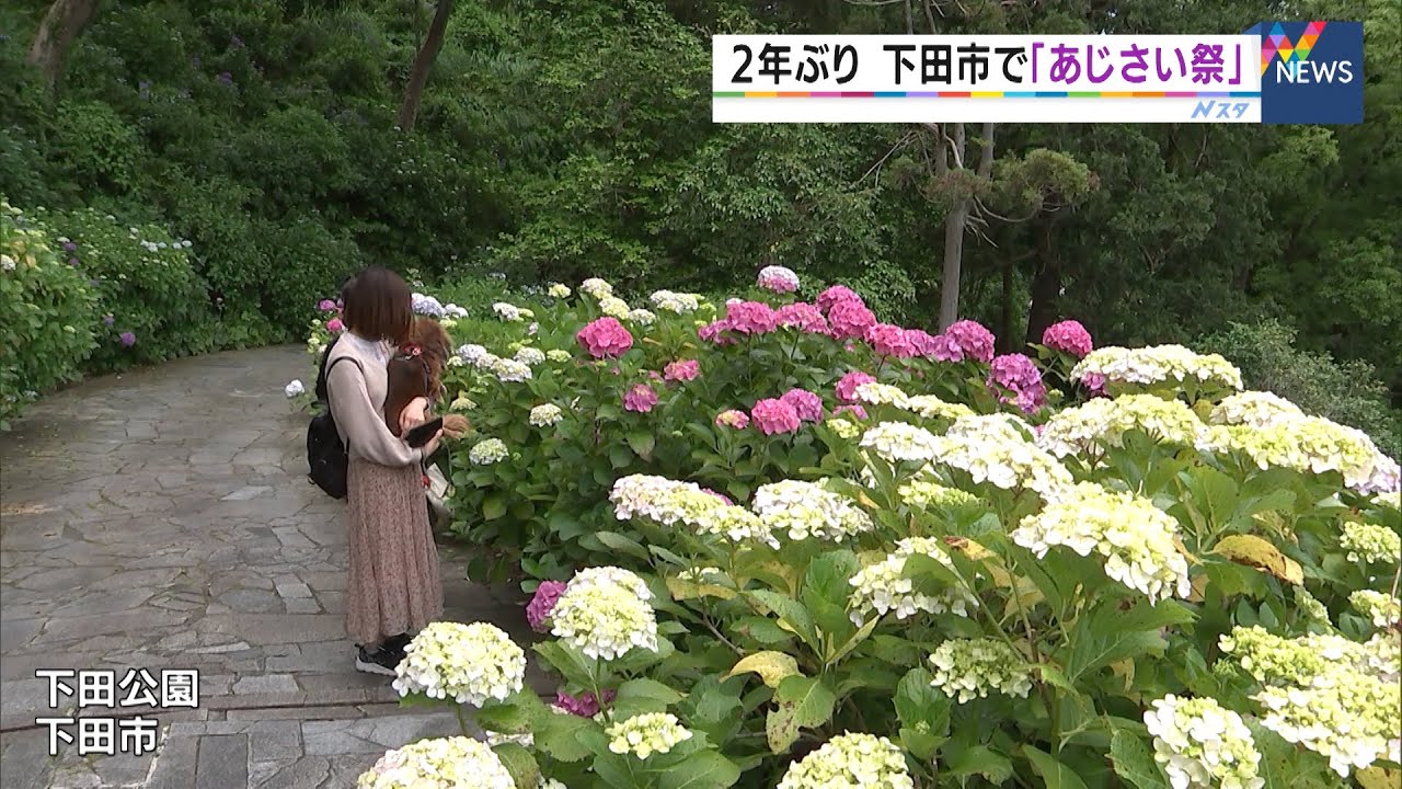 下田市で2年ぶりに あじさい祭 開催 様々なコロナ対策 静岡県 Youtube 下田市で2年ぶりに あじさい祭 開催 様々なコロナ対策 静岡県 Youtube