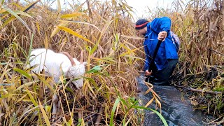 Разбираем бобровую дамбу, ищем рыбу