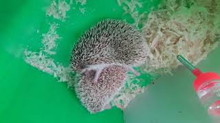 hamster hedgehog pets 😂😂