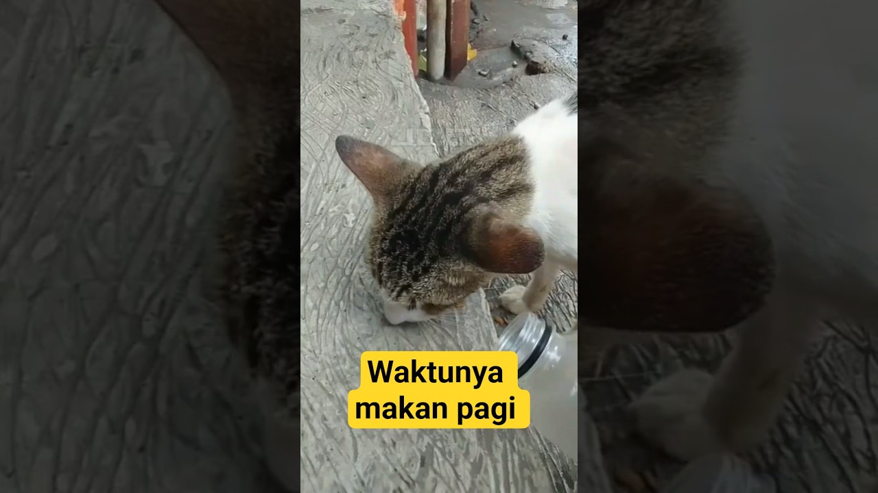 Beri makan mpus buta 