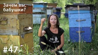Зачем вы, бабушки? // Всё как у зверей #47 Зачем вы, бабушки? // Всё как у зверей #47