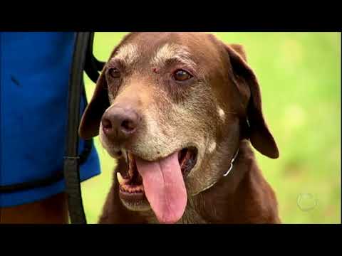 Vídeo: Conheça O Homem Que Largou O Emprego Para Caminhar Pela Noruega Com Seu Cachorro