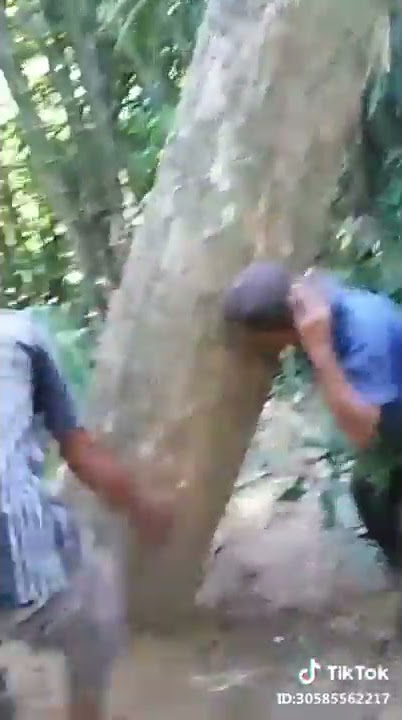 Mbopong kayu kocak vidio