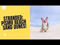 EXPLORING THE PISMO BEACH SAND DUNES WITH OUR CORGI (WE GOT LOST IN THE OCEANO SAND DUNES)