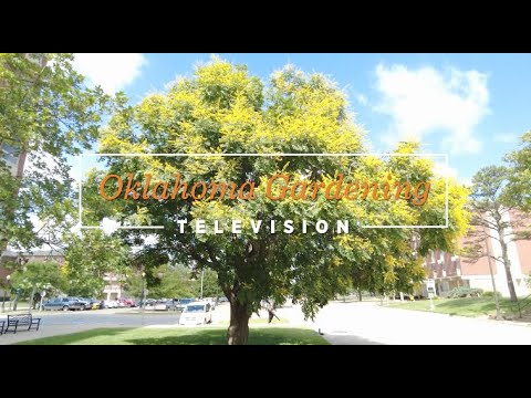 Видео: Что такое Golden Raintree - Руководство по выращиванию Golden Raintree