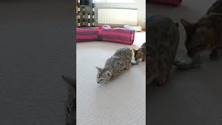 Cat Wiggles Butt Before Pouncing || #shorts