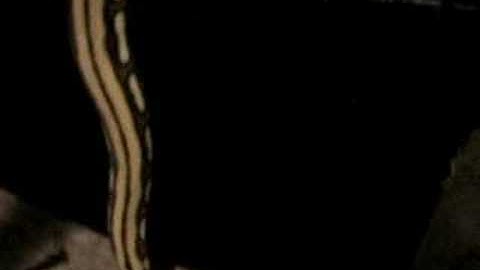 reticulated python chilling