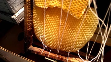 setting up a bait hive (first week of June 2016)