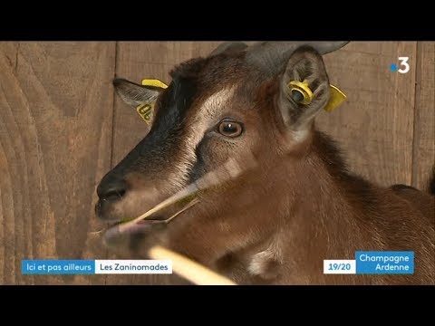 Découverte des Zaninomades, une ferme pédagogique itinérante à Cormontreuil