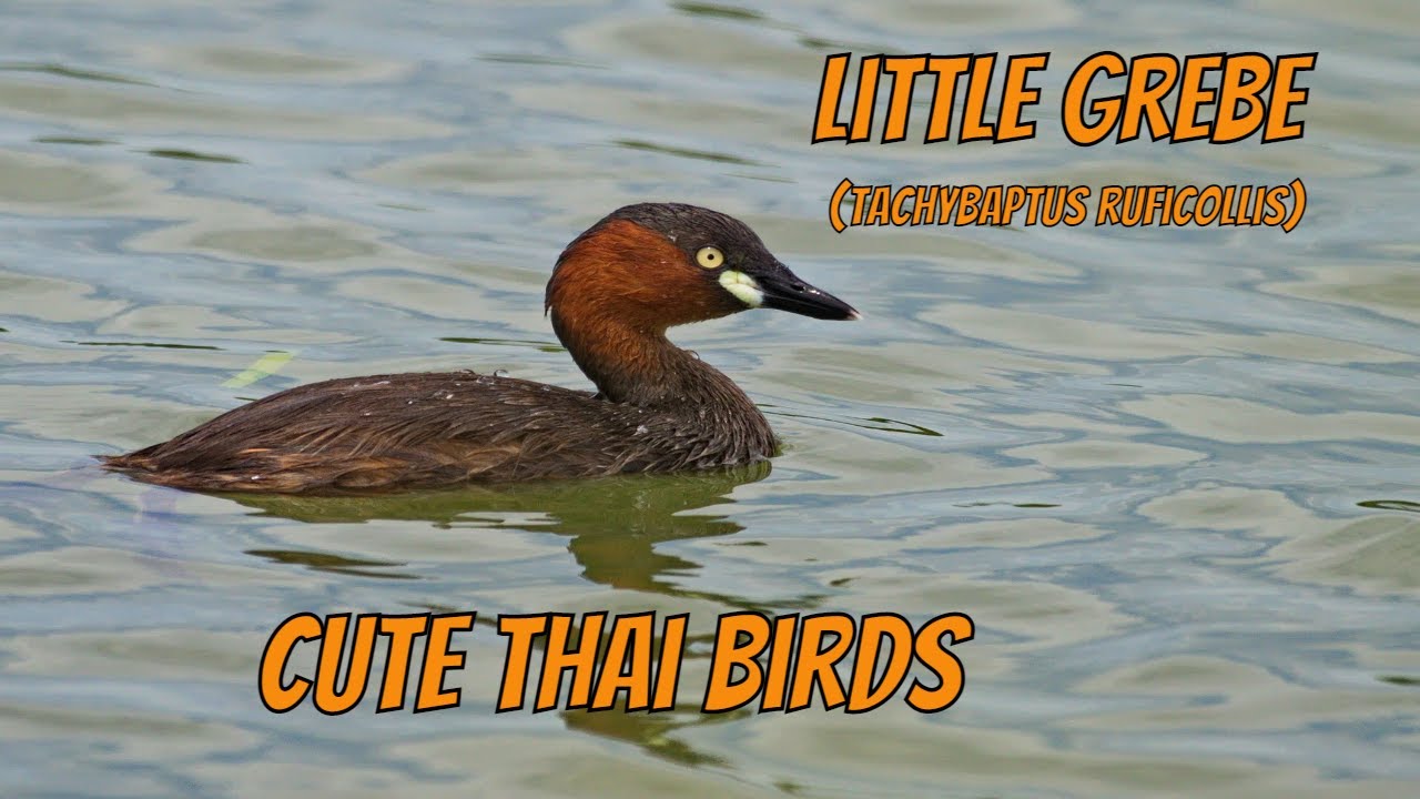 Little Grebe (Tachybaptus ruficollis)