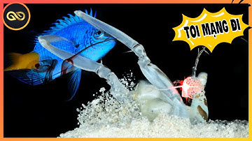 Không Giới Hạn #91: THÁNH PHỒNG TÔM BIỂN SÂU ️🏆