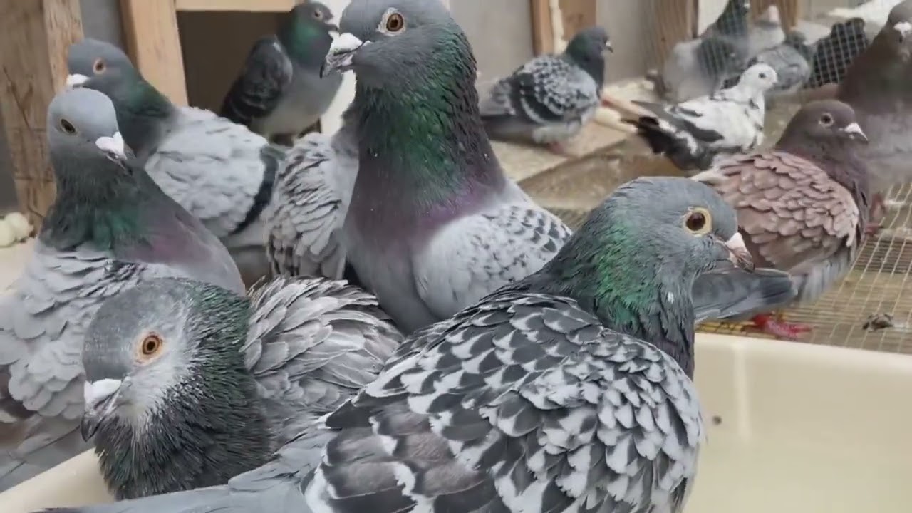 The Psychology of Racing Pigeons Understanding their Behavior ? we want winners !