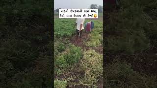 માંડવી ઉપડવની ચાલુ કેવીક થશે જોવો જી #penaut #food #shorts #short #shortsvideo