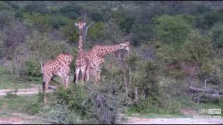 Two Beautiful Giraffes Courting And Then Mating In South Africa. Recorded On 120222
