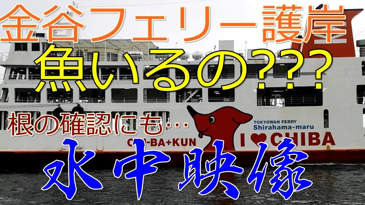 【2020年6月24日/水中映像】浜金谷 金谷フェリー護岸に来たぞ!!!!イワシ、アジ、イカ、青物の様子はどうなの???こんな海底になっています。【房総水中調査シリーズVol.01】