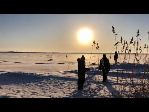 Video: Pakottaa Raparperi Talvella