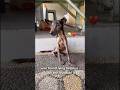 This abandon dog named Toby was so scared and alone😭#shorts