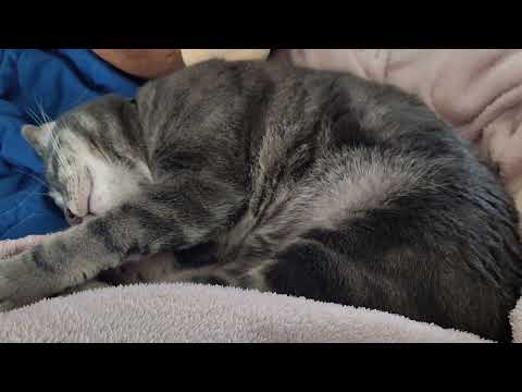 sleepy Snickers