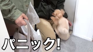 突然のジジババ訪問に大喜びすぎてパニックなトイプードル