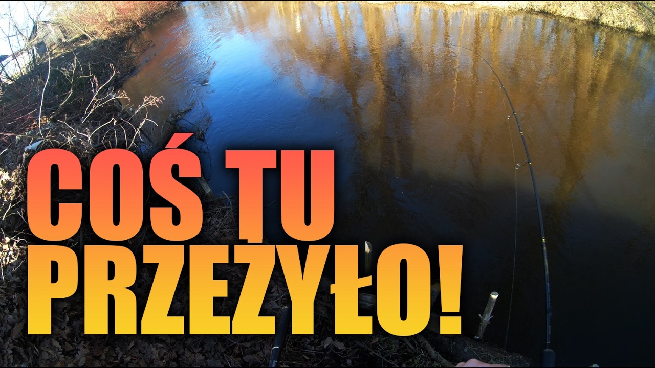 CZY KORMORANY WYJADŁY WSZYSTKIE PSTRĄGI? - Wędkuj z Alfim #60