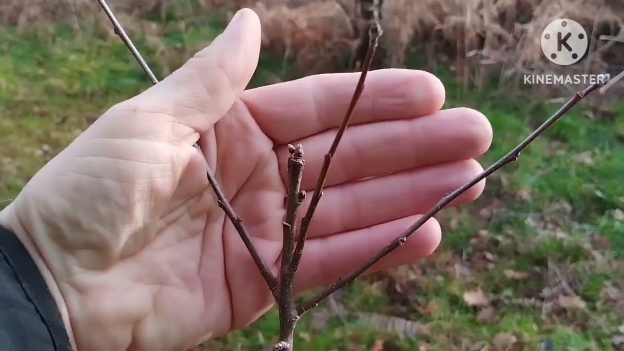Taille d'hiver de fruitiers qui poussent mal