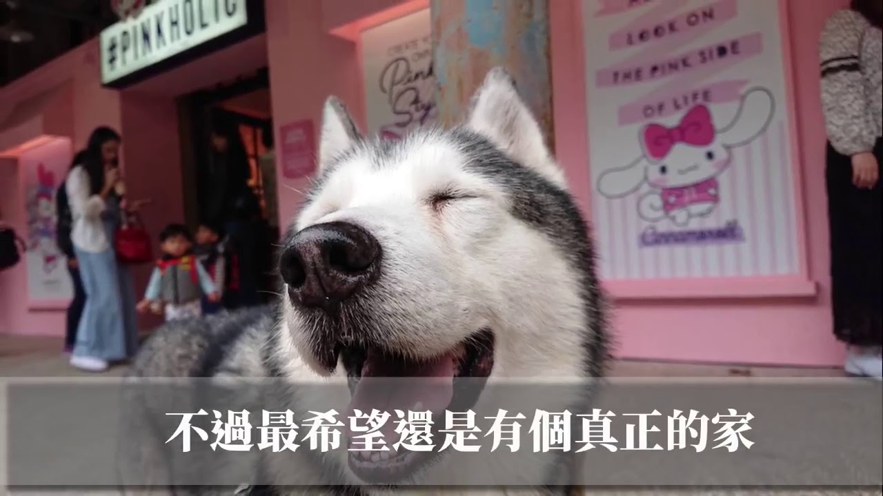 哈士奇狼狼找家中～