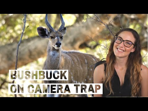 Bushbuck caught on camera trap