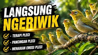 LANGSUNG NGERIWIK 🔥 Terapi Pleci Ombyokan Agar Cepat Ngeriwik Kasar