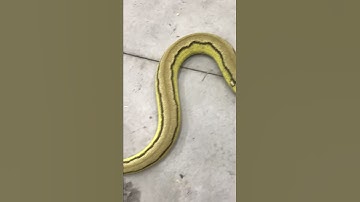 RIP MEDUSA THE RETICULATED PYTHON- SOMETIMES WE CAN