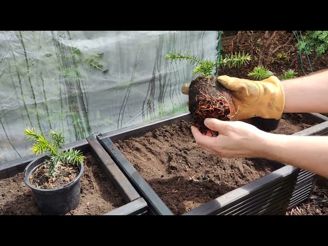 Growing Monkey Puzzle from Seed Part 8 - Potting them Up