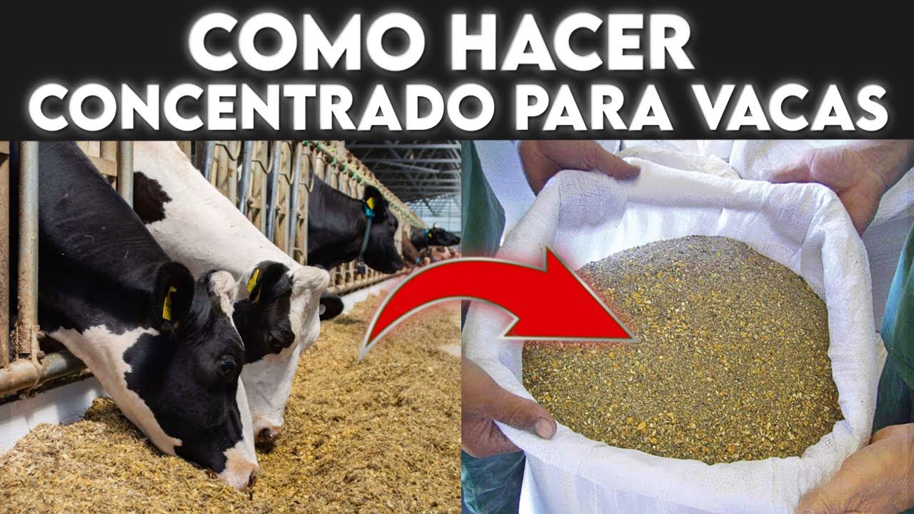 Como FABRICAR concentrado CASERO para vacas de leche Económico y mejor que el comercial