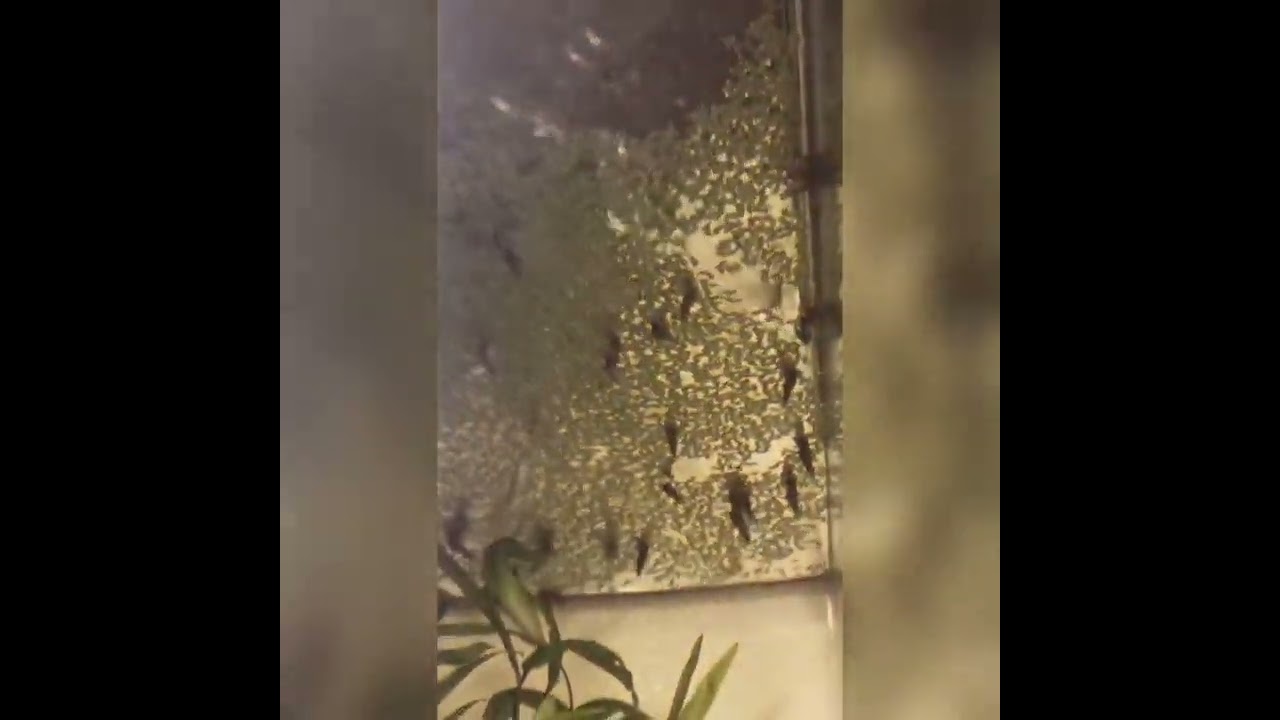 Донные улитки мелании "на шабаше" (юмор)