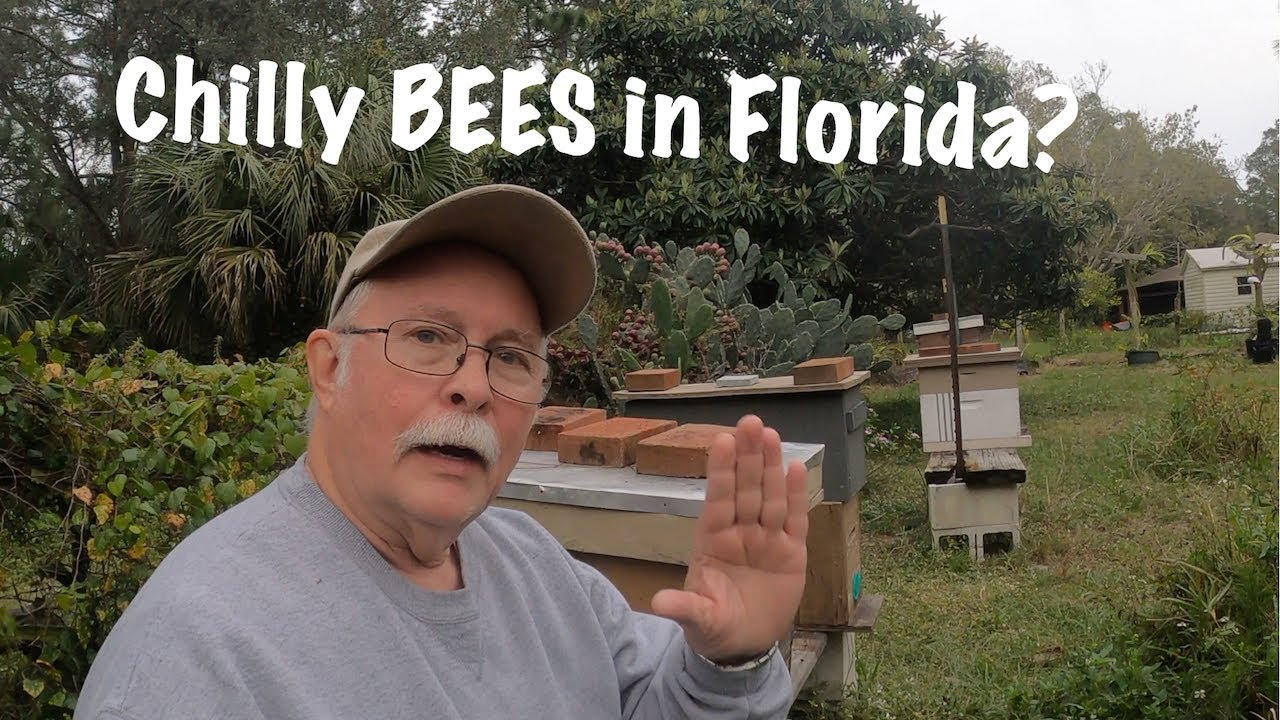 What does a rare Chilly Day in Florida do to the Bees? - YouTube