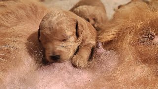 Hungry Newborn Baby Puppies Nursing Mommy