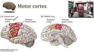 Corticospinal Corticobulbar Pathways part 1