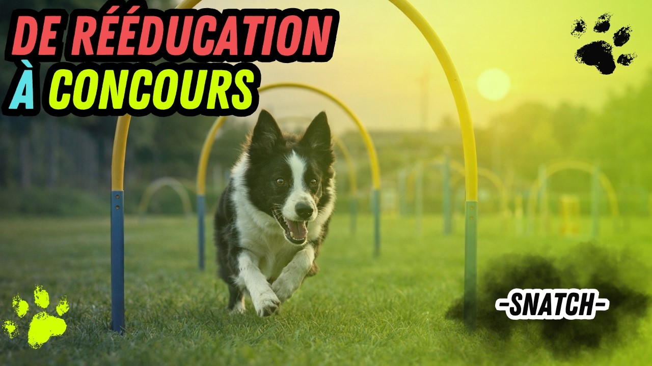 Hoopers chien : le sport idéal pour canaliser et stimuler votre chien (Suisse et France - Bugey - Savoie)