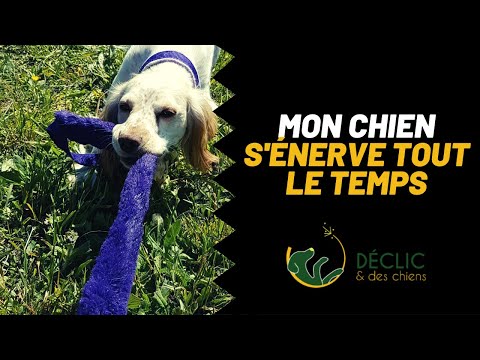 Vidéo: Mon chiot cavalier va-t-il se calmer ?