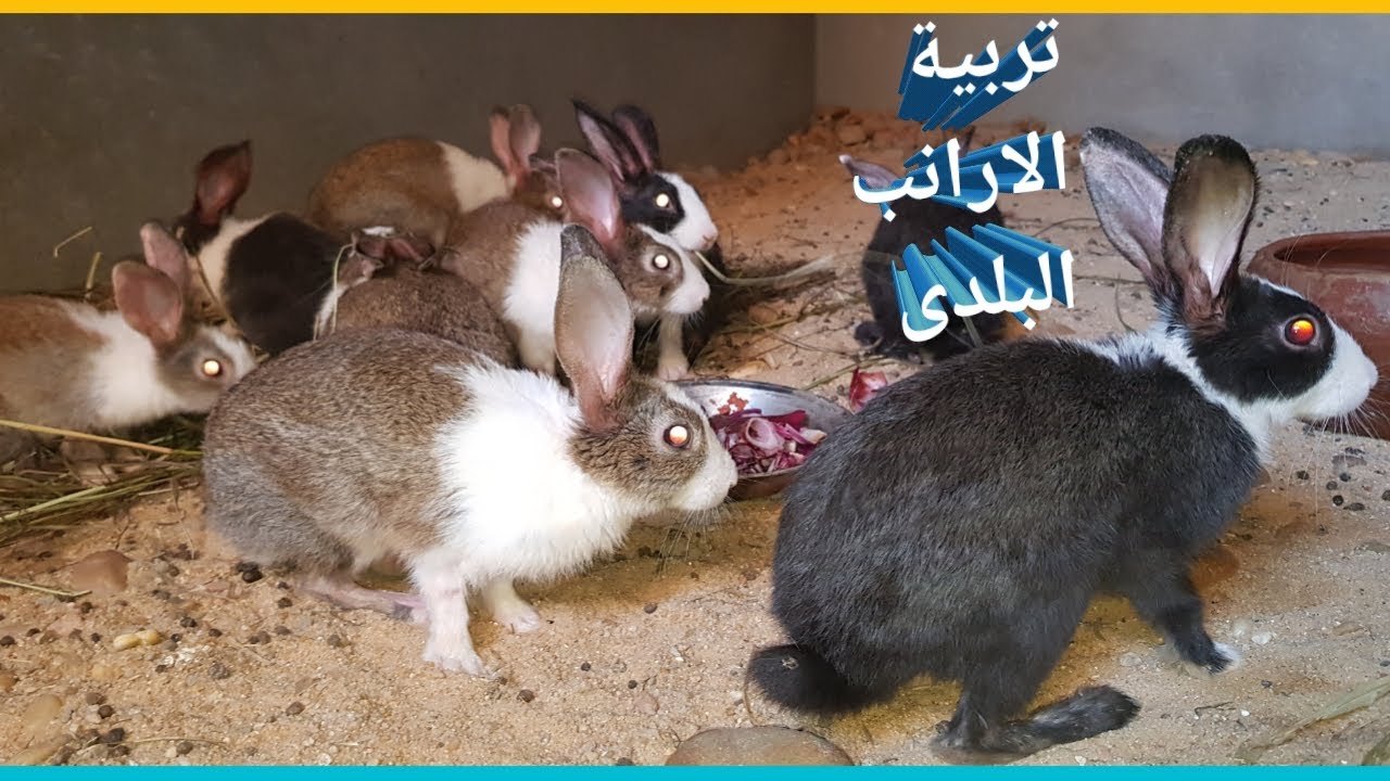 تربية الأرانب البلدي للمبتدئين وأهم مميزاتها وعيوبها🐇🐰2021