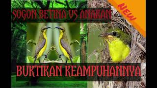 SUARA PIKAT SOGON BETINA VS ANAKAN UNTUK MEMIKAT SOGON YANG SUSAH TURUN..