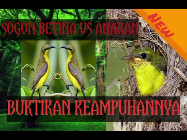 SUARA PIKAT SOGON  BETINA VS ANAKAN UNTUK MEMIKAT SOGON YANG SUSAH TURUN.. class=