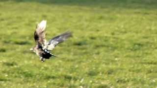 Shiny black crow takes off in slow motion