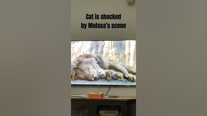 Cat watches The Lion King (live action) #cat #thelionking #mufasalionking #orangecat