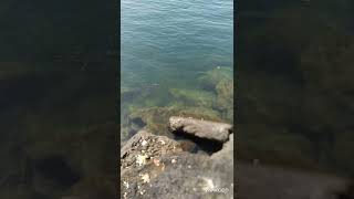 Tulum Sesi . Kdz.ereğli