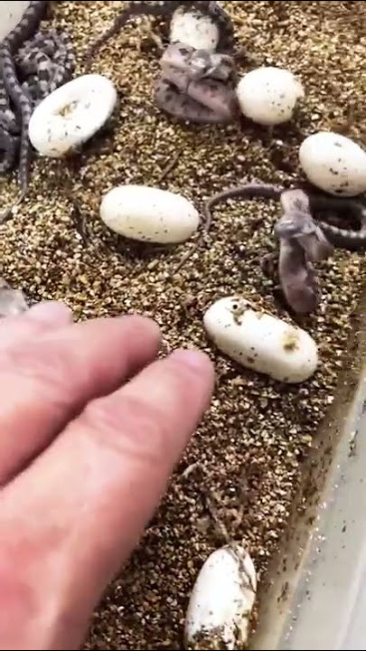 King Cobra eggs hatching | baby snakes trying to bite | naag k andey | Phan marte sanp k bacche |