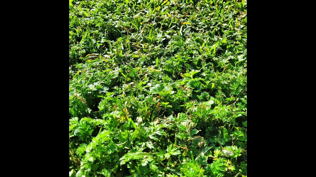 Difid - cerosesentay5