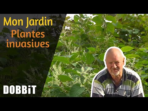 Vidéo: Problèmes des plantes indigènes : comment empêcher les plantes indigènes de devenir envahissantes