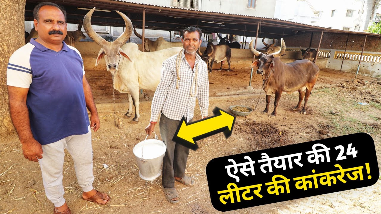 World's no1 KANKREJ BREEDER Jayram Desai Gaushala Ahmedabad Gujrat