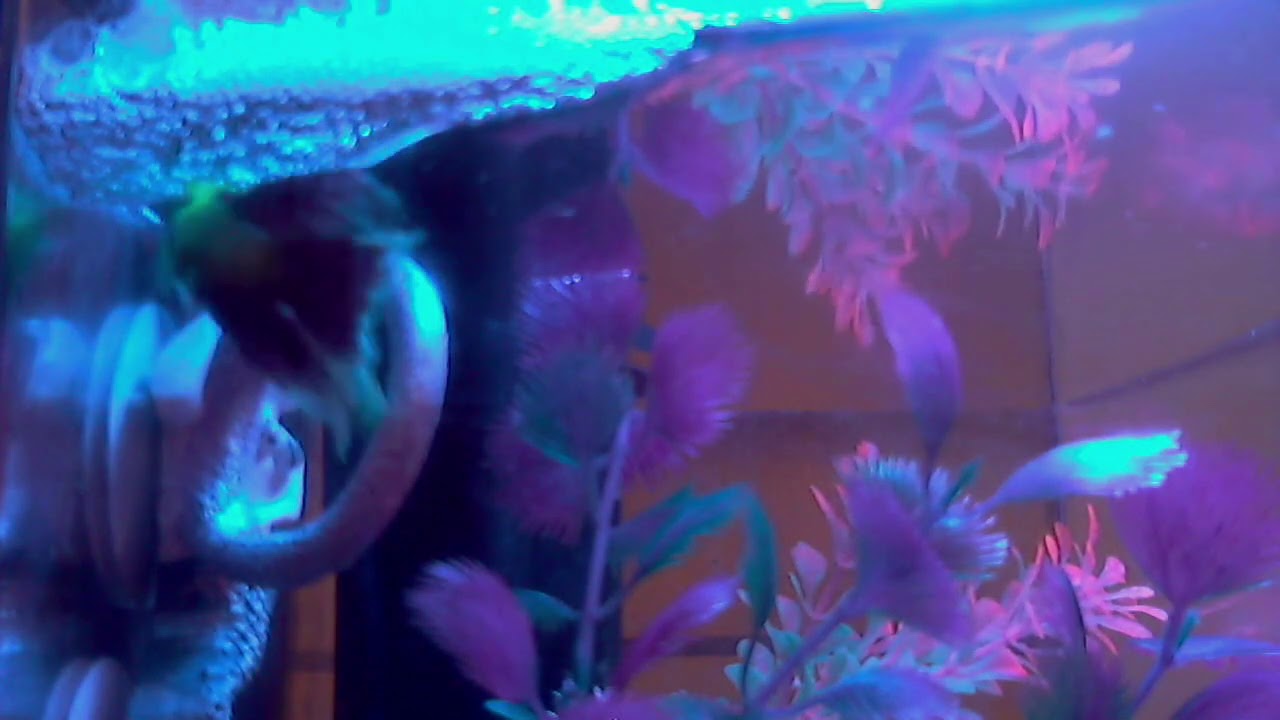 GloBetta building bubble nest