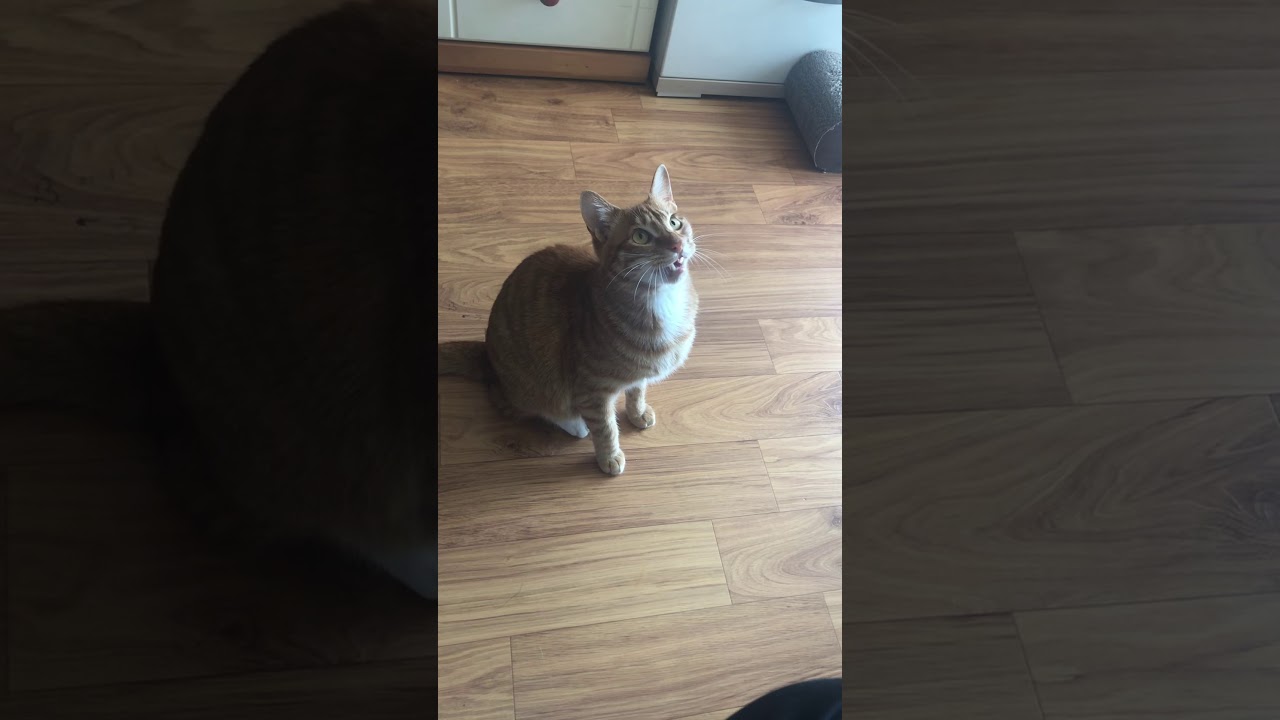 황금고양이 채터링 Cat chattering YouTube